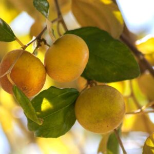 Graines de Ziziphus mauritiana, Graines de Jujubier tropical, Graines de Jujubier de Maurice