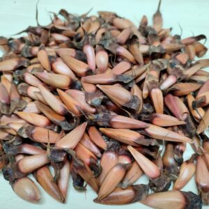 Graines d'Araucaria araucana, semences de Désespoir des singes, Monkey puzzle seeds, graines d'Araucaria du Chili