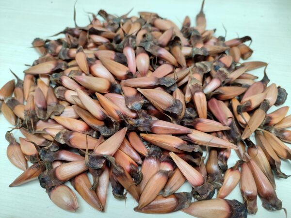 Graines d'Araucaria araucana, semences de Désespoir des singes, Monkey puzzle seeds, graines d'Araucaria du Chili