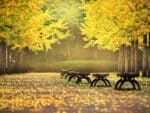 Ginkgo biloba, graines de ginkgo biloba, arbre ginkgo biloba