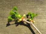 bourgeon de ginkgo biloba, graines ginkgo biloba, semences ginkgo biloba, ginkgo biloba, arbre aux quarante écus