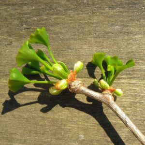 bourgeon de ginkgo biloba, graines ginkgo biloba, semences ginkgo biloba, ginkgo biloba, arbre aux quarante écus