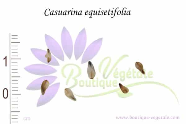 Graines de Casuarina equisetifolia, Semences de Casuarina equisetifolia ou Filao