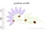 Graines de Gardenia urvillei, Semences de Gardenia urvillei ou Tiaré calédonien
