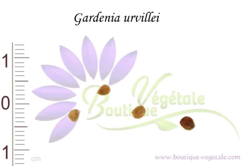 Graines de Gardenia urvillei, Semences de Gardenia urvillei ou Tiaré calédonien