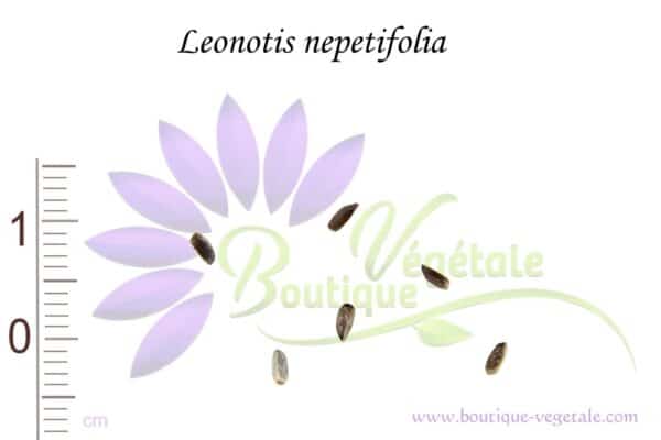 Graines de Leonotis nepetifolia, Semences de Leonotis nepetifolia ou Léonotis à feuilles de népète