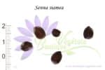 Graines de Senna siamea, Semences de Senna siamea ou Casse du Siam