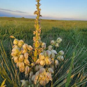 Graines de Yucca Glauca, Graines de Yucca glauque