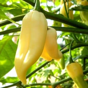 Piment Bhut Jolokia blanc, graines de piment bhut jolokia blanc, graines White bhut jolokia chili, graines Capsicum chinense Bhut jolokia white