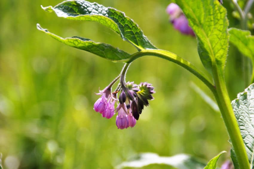 Fleur de consoude officinale, plant de symphytum officinalis
