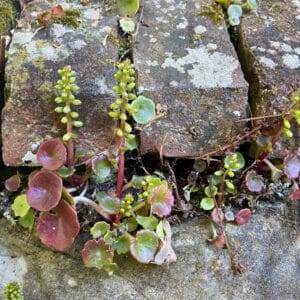 Umbilicus rupestris, Nombril de Vénus, Ombilic des rochers, graines umbilicus rupestris, graines nombril de vénus, graines ombilic des rochers