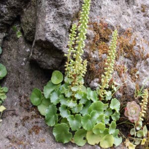 Umbilicus rupestris, Nombril de Vénus, Ombilic des rochers, graines umbilicus rupestris, graines nombril de vénus, graines ombilic des rochers