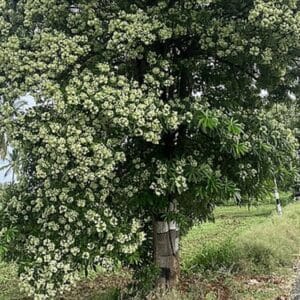 Graines d'Alstonia scholaris, Graines de Quinquina d’Inde