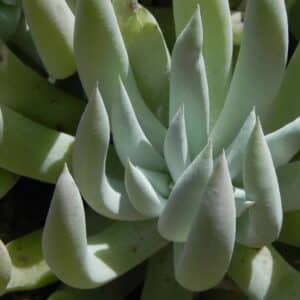 Graines de Dudleya albiflora, Graines de White-Flower Lifevorever