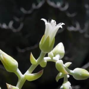 Graines de Dudleya albiflora, Graines de White-Flower Lifevorever