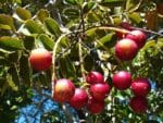 Graines de Gevuina avellana, Graines de Noisetier du Chili