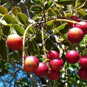 Graines de Gevuina avellana, Graines de Noisetier du Chili