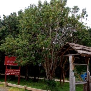 Graines de Gevuina avellana, Graines de Noisetier du Chili, Graines d'Avellano