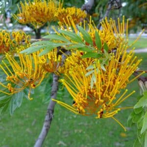 Graines de Grevillea robusta, Graines de Chêne soyeux d'Australie
