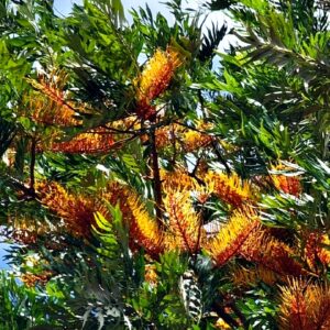 Graines de Grevillea robusta, Graines de Chêne soyeux d'Australie