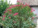 Graines de Nerium oleander, Graines de Laurier-rose