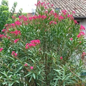 Graines de Nerium oleander, Graines de Laurier-rose