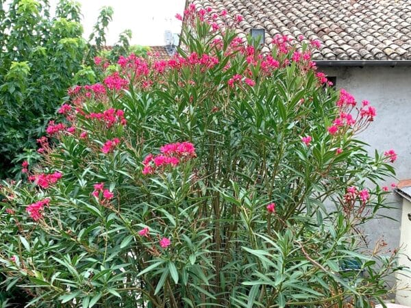 Graines de Nerium oleander, Graines de Laurier-rose