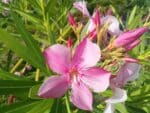 Graines de Nerium oleander, Graines de Laurier-rose