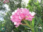 Graines de Nerium oleander, Graines de Laurier-rose