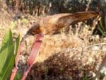 Graines de Nerium oleander, Graines de Laurier-rose