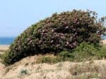 Graines de Nerium oleander, Graines de Laurier-rose