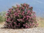 Graines de Nerium oleander, Graines de Laurier-rose