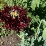 Graines de Papaver laciniatum 'Black Swan', Graines de Coquelicot à franges 'Black Swan'