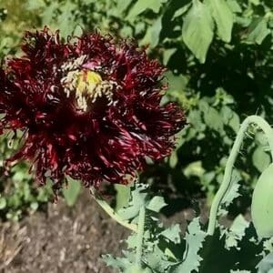 Graines de Papaver laciniatum 'Black Swan', Graines de Coquelicot à franges 'Black Swan'