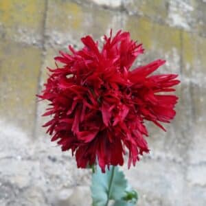 Graines de Papaver laciniatum 'Black Swan', Graines de Coquelicot à franges 'Black Swan'