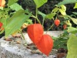 Graines de Physalis alkekengi, Graines d'Alkékenge