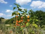 Graines de Physalis alkekengi, Graines d'Alkékenge