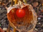 Graines de Physalis alkekengi, Graines d'Alkékenge