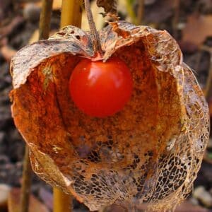 Graines de Physalis alkekengi, Graines d'Alkékenge