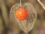 Graines de Physalis alkekengi, Graines d'Alkékenge