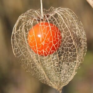 Graines de Physalis alkekengi, Graines d'Alkékenge