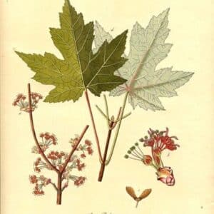 Aceraceae - Famille des Acéracées