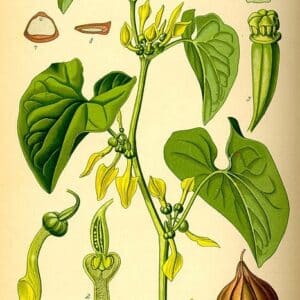 Aristolochaciaceae - Famille des Aristolochaciacées