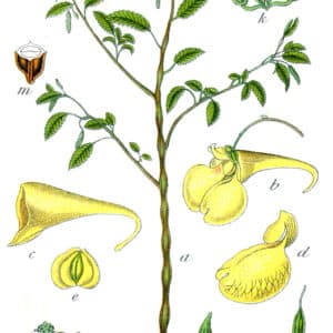 Balsaminaceae - Famille des Balsaminacées