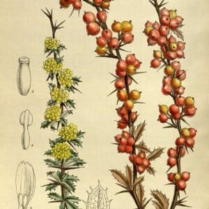 Berberidaceae - Famille des Berbéridacées