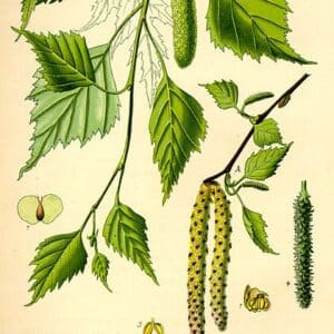 Betulaceae - Famille des Bétulacées