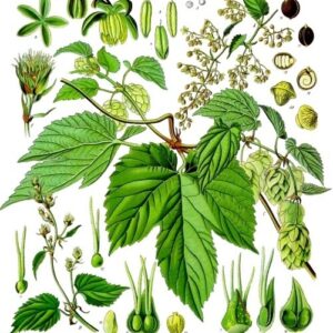 Cannabaceae - Famille des Cannabacées