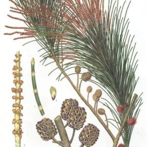Casuarinaceae - Famille des Casuarinacées