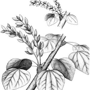 Cercidiphyllaceae - Famille des Cercidiphyllacées
