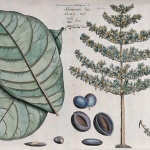 Combretaceae - Famille des Combrétacées